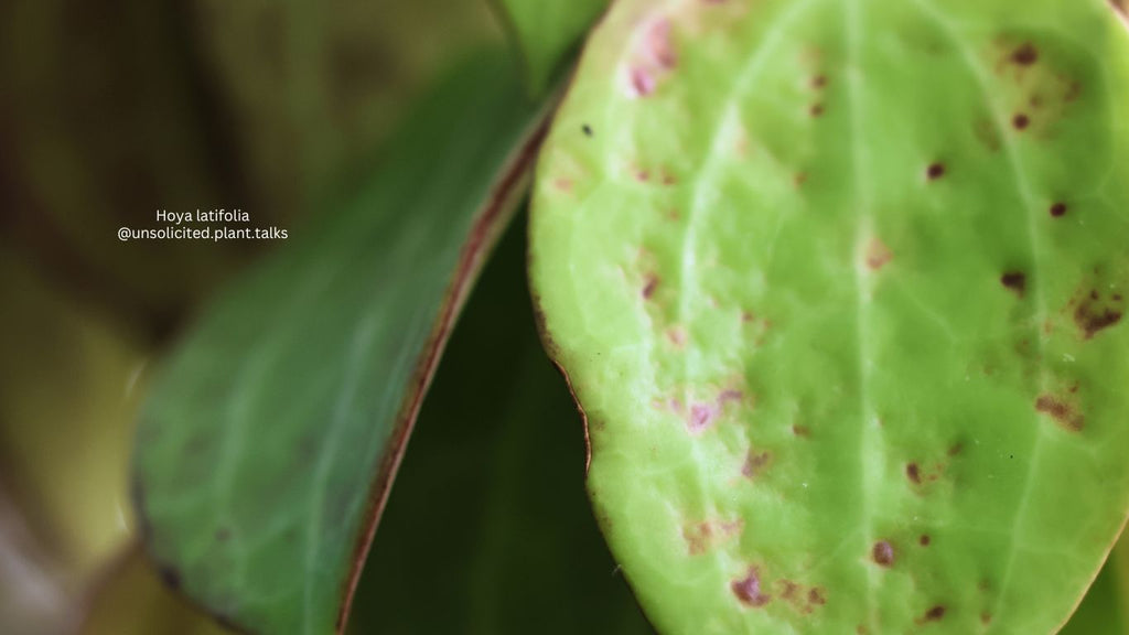 Hoya latifolia