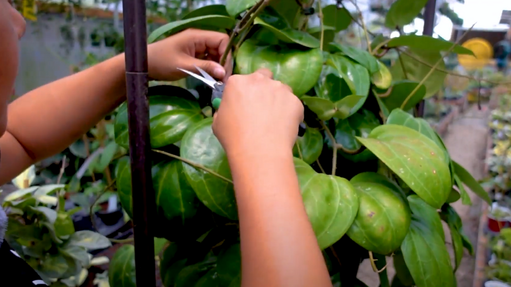 Propagating Hoya latifolia (Sarawak)