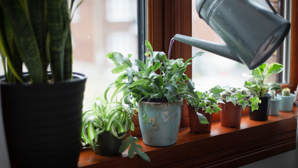 person watering plants on a windowsill