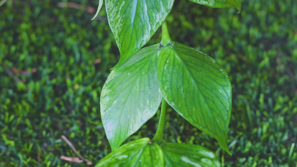 Hoya polyneura splash leaf