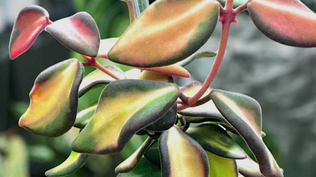 Hoya species affinity burtoniae (variegated)