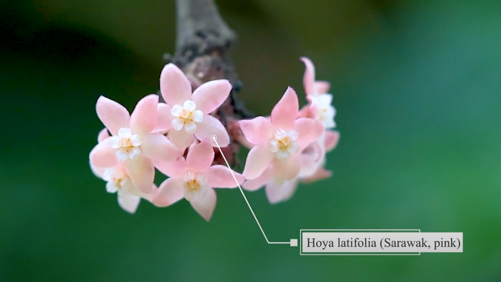 Hoya latifolia Sarawak pink flower