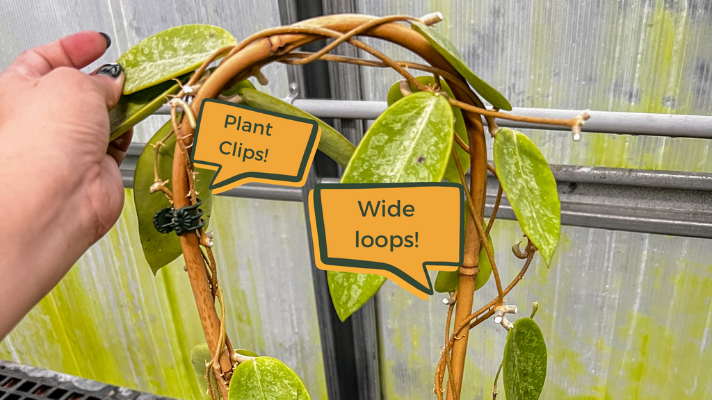 demonstration of how to trellis a hoya. Wide vine loops and plant clip placement are shown.