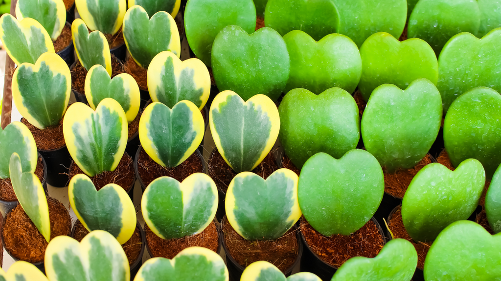 Hoya Propagations