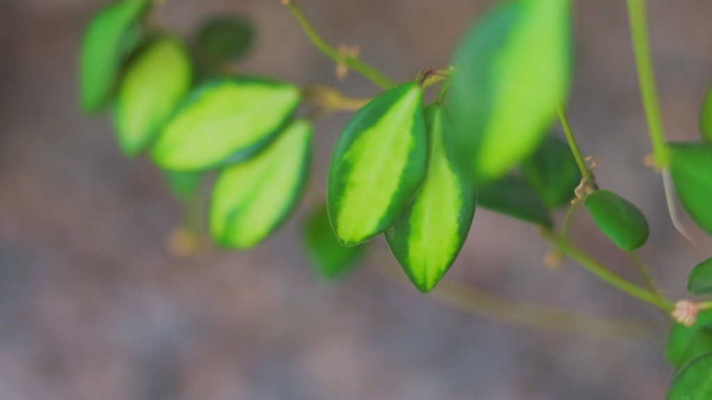 Hoya species affinity burtoniae (variegated)