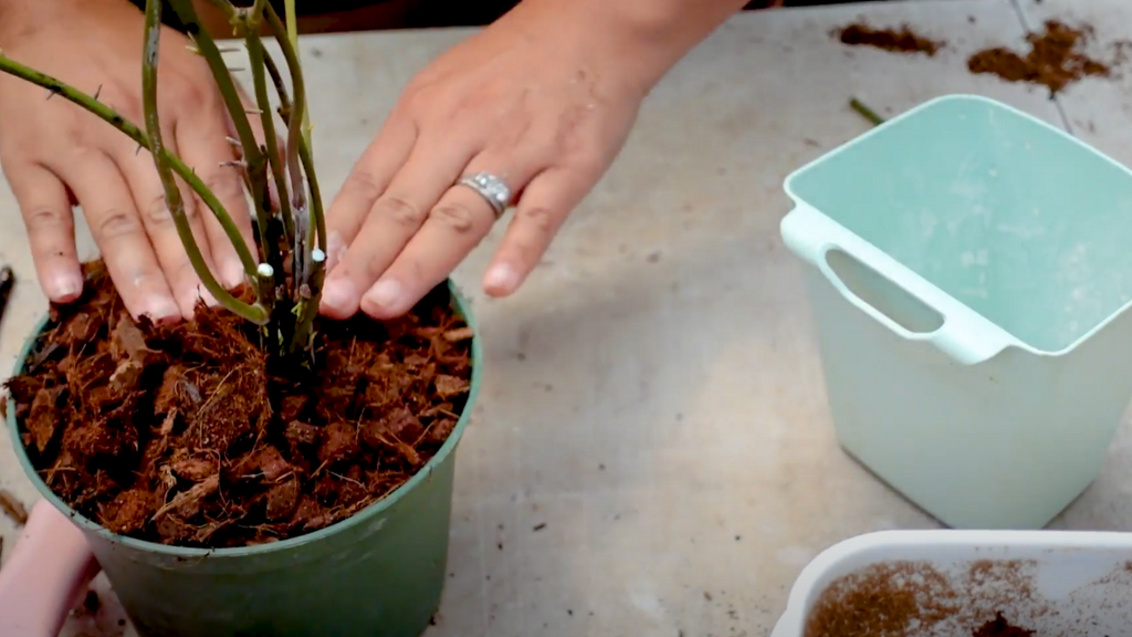 Propagating Stem Cuttings