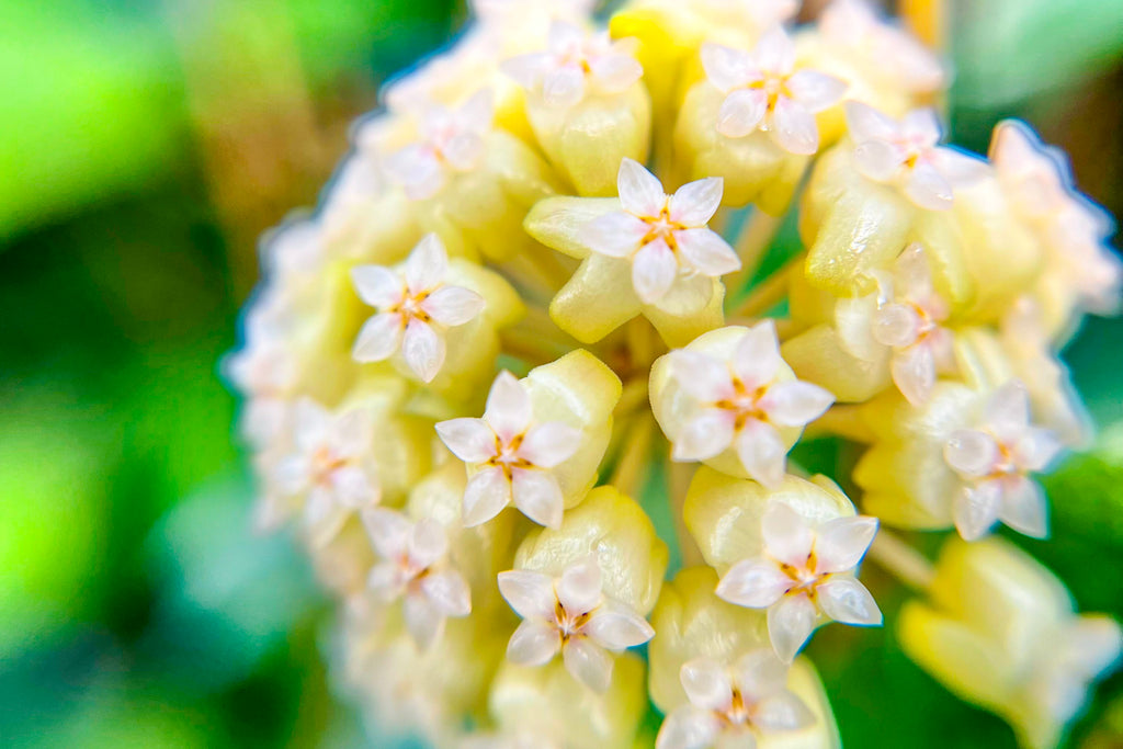 Hoya 'Elephant' (AH027) flowers