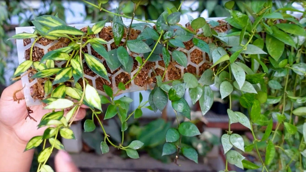 and　The　Growing　to　lacunosa　Ultimate　a　Plant　–　Guide　Hoya　Hoya　Unsolicited　Other　Plants　on　Talks