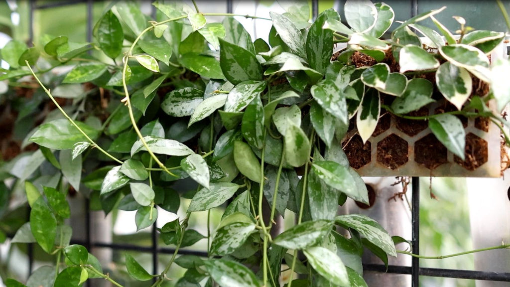 Hoya plant placement on a moss pole