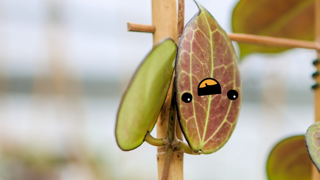 A Sunstressed Hoya leaf growing upside down on a trellis to reach the light