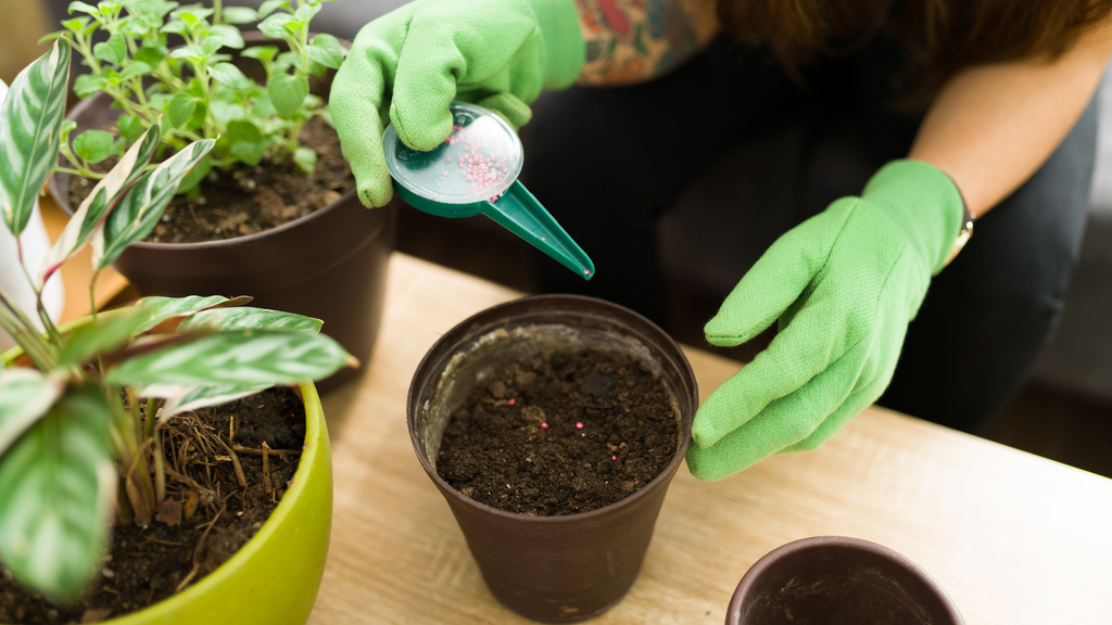 person applying granular slow release fertilizer to plant soil