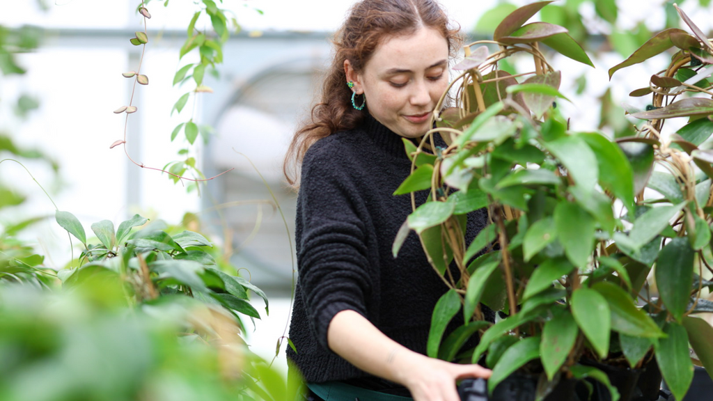 a woman carrying a trellised hoya in a greenhouse