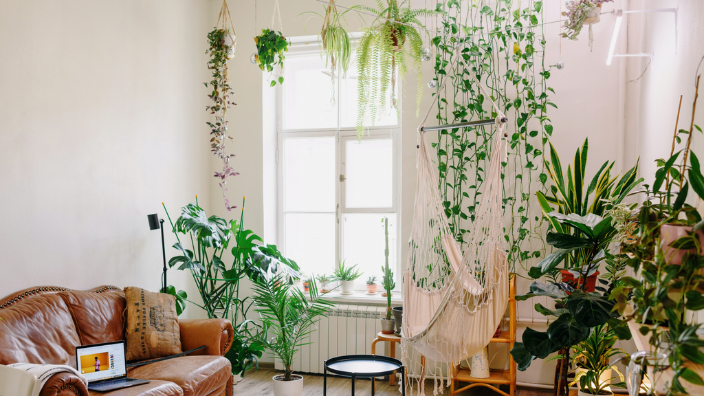 Bright living room with hanging plants