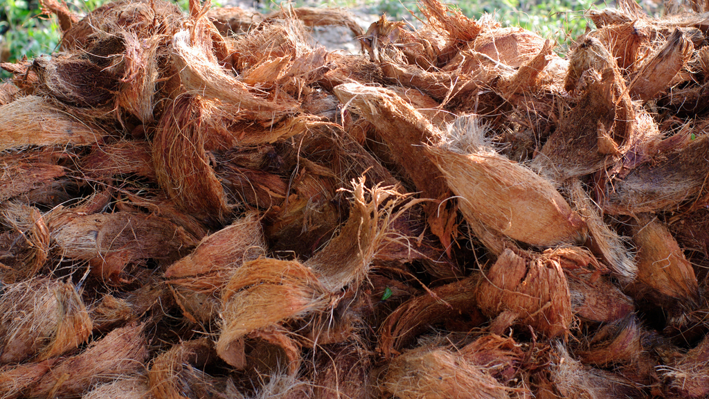 Coconut fiber - more than just a cheap soil! - Tropical Edu