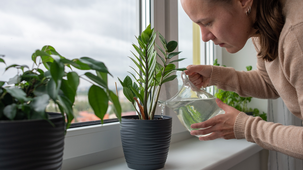 woman watering plants on a windowsill during an overcast day