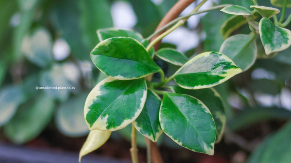 Hoya Australis - most popular of all Australian Hoyas.