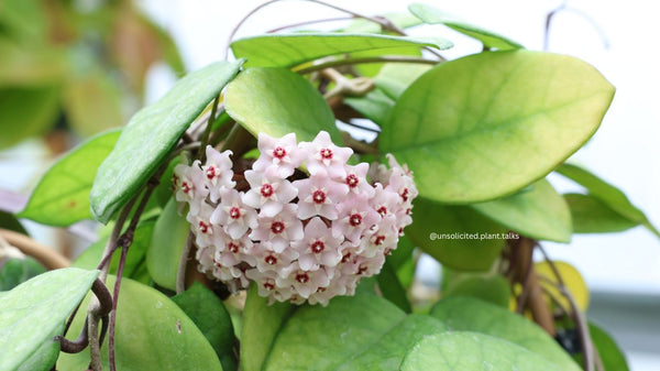Types of Hoya Plants – Your Guide Through Different Hoya Varieties ...