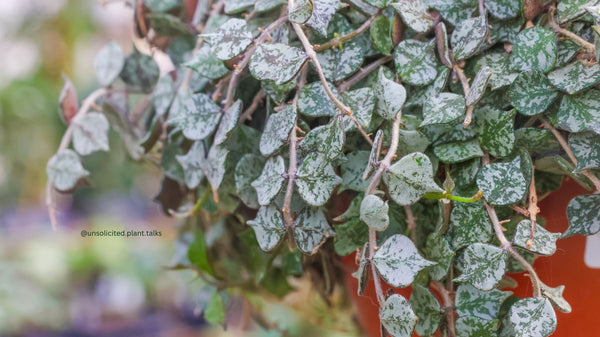 Hoya curtisii