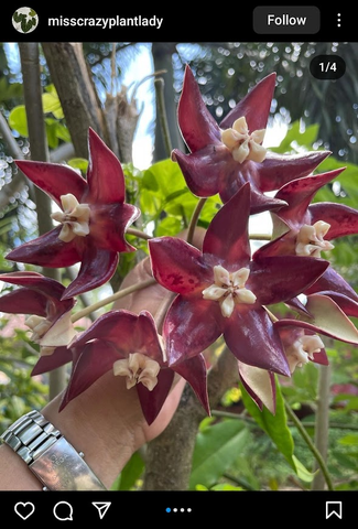 Hoya imperialis