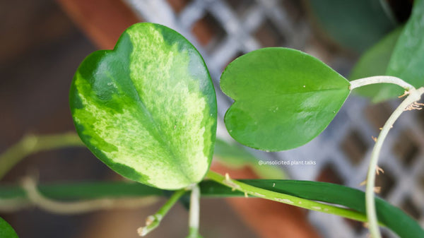 Hoya kerrii