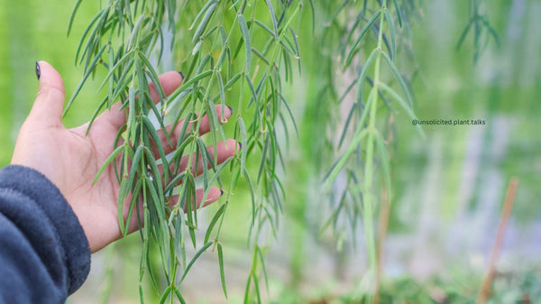 Hoya linearis