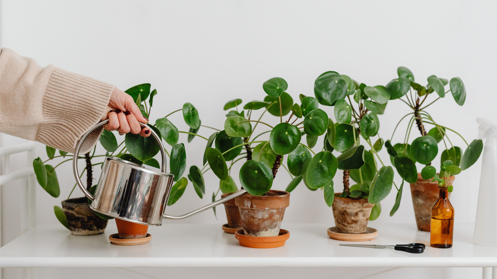 person watering houseplants in terra cotta pots