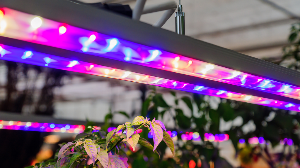 grow lights with red and blue colors above a row of plants