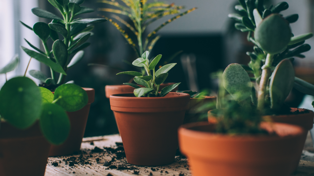 houseplants in terra cotta pots on a table