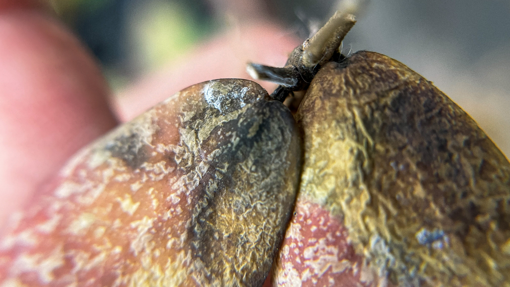 hoya leaf with mold or mildew growing