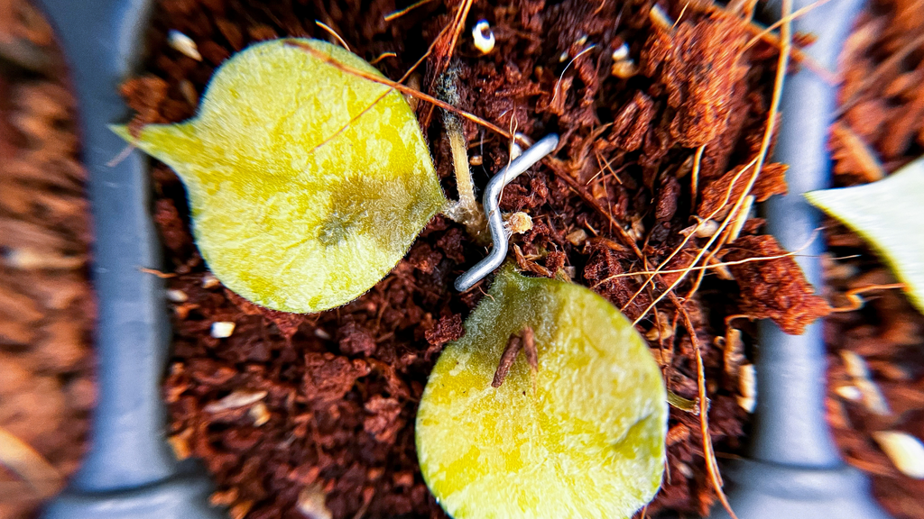 a hoya propagation with soft, mushy leaves