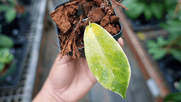 Choosing the Propagation Medium