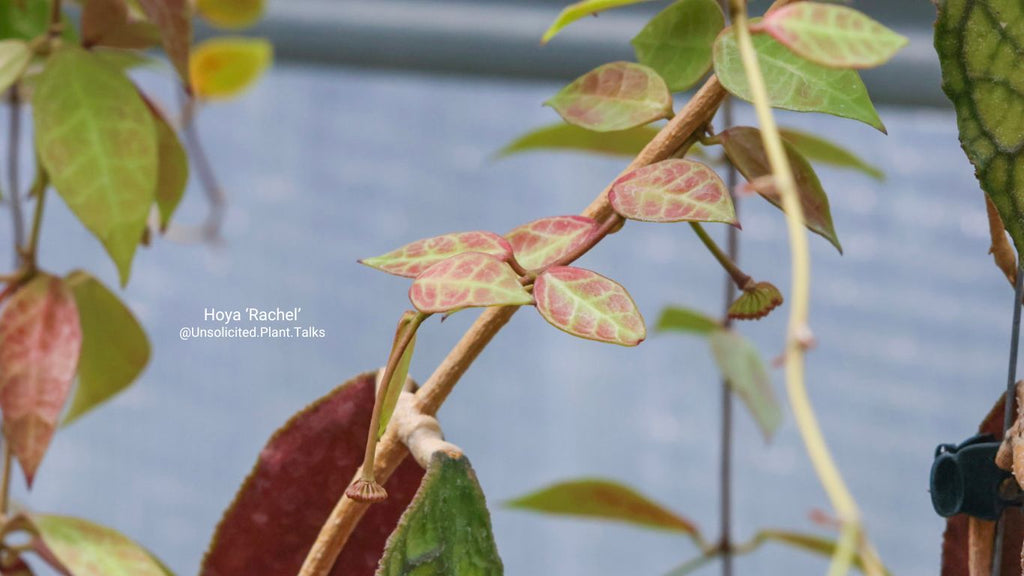Pruning your Hoya Plant