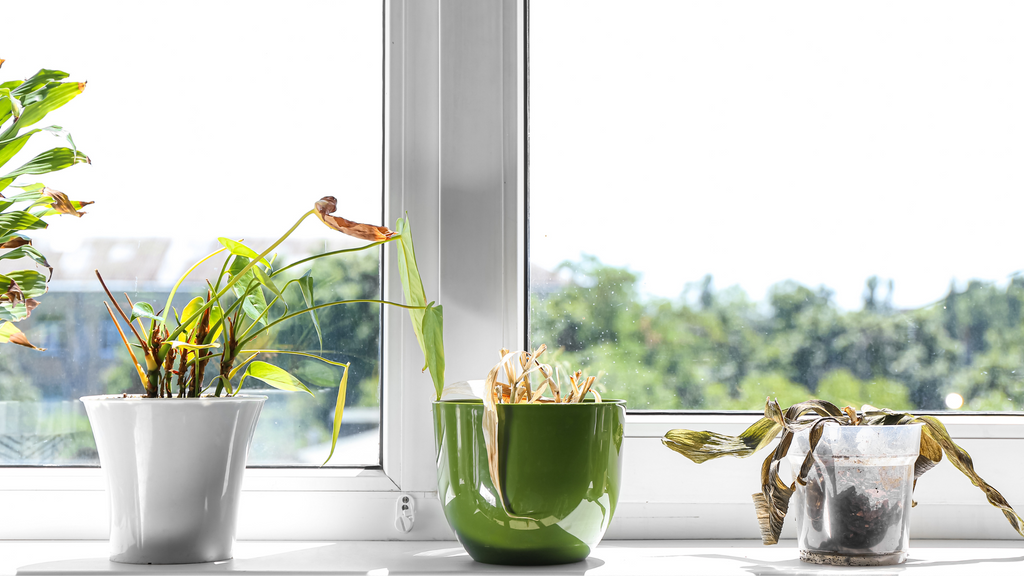 wilted houseplants on a windowsill