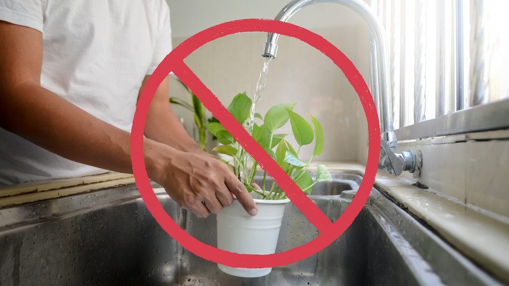 man waters plant from the sink, with a "no" symbol across it