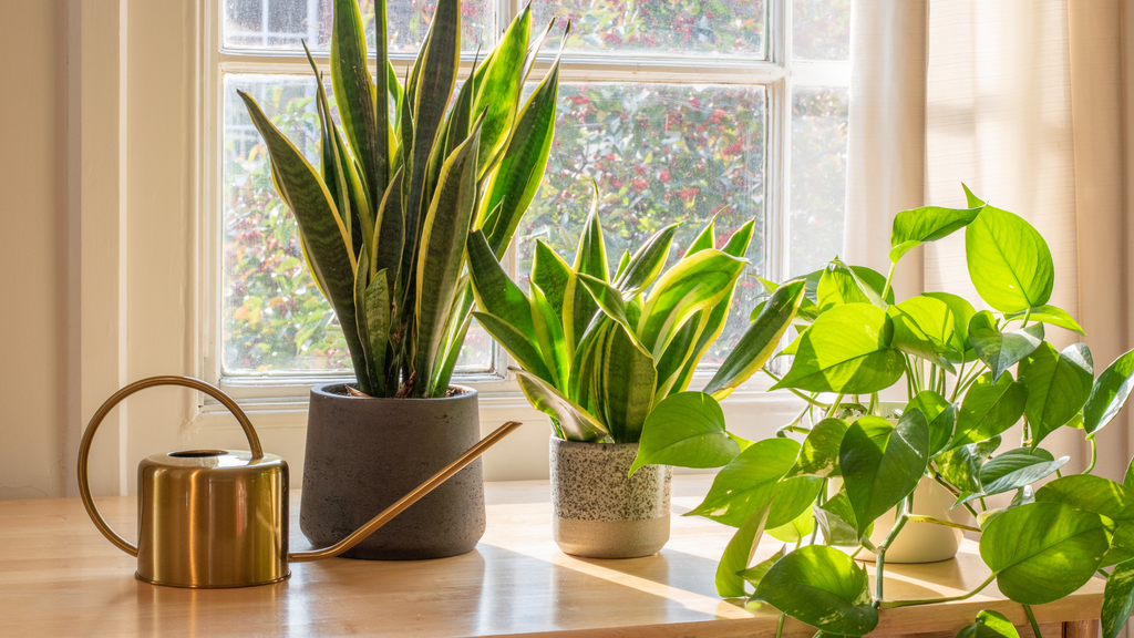 a watering can and houseplants sit in a sunny, warm room