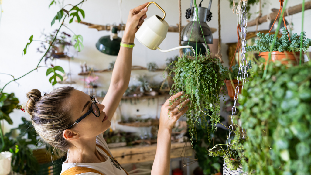 woman watering hanging plants in a bright room