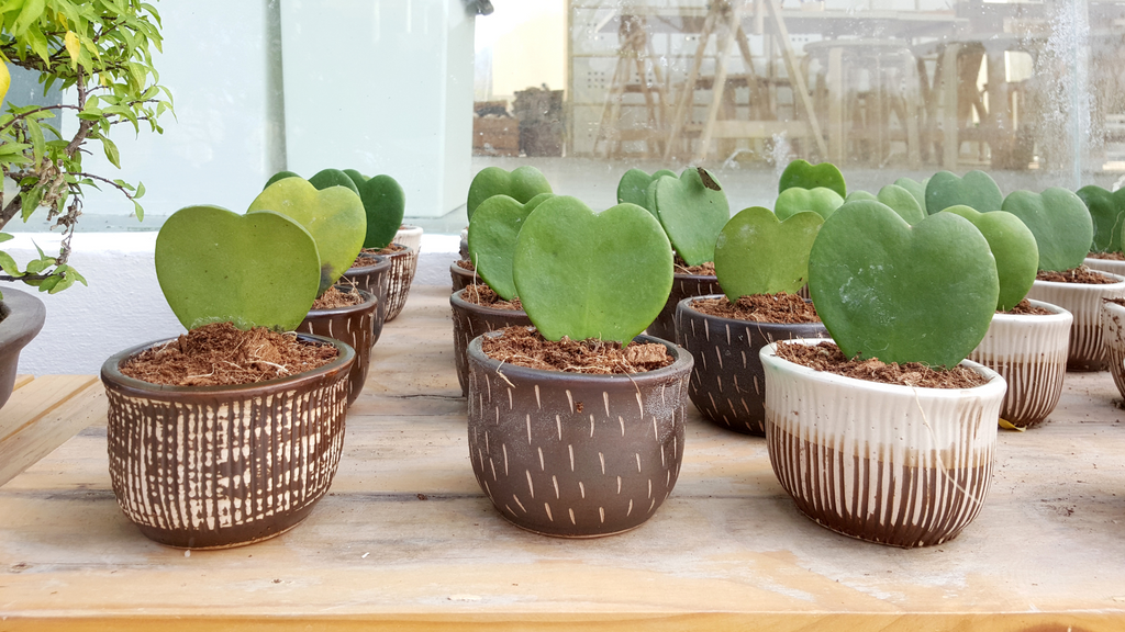 hoya kerrii in pots