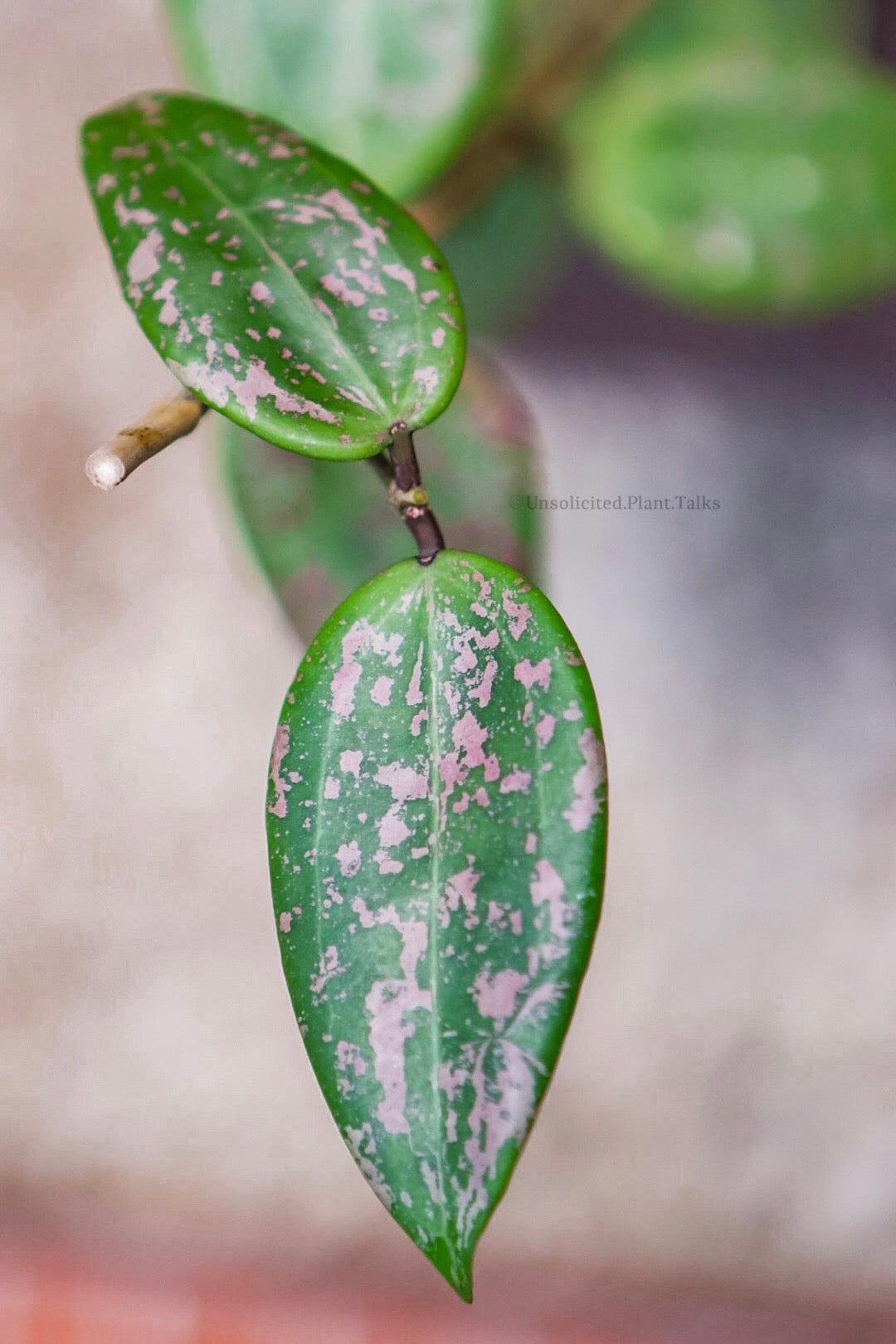 Hoya verticillata (Nganjuk) – Unsolicited Plant Talks