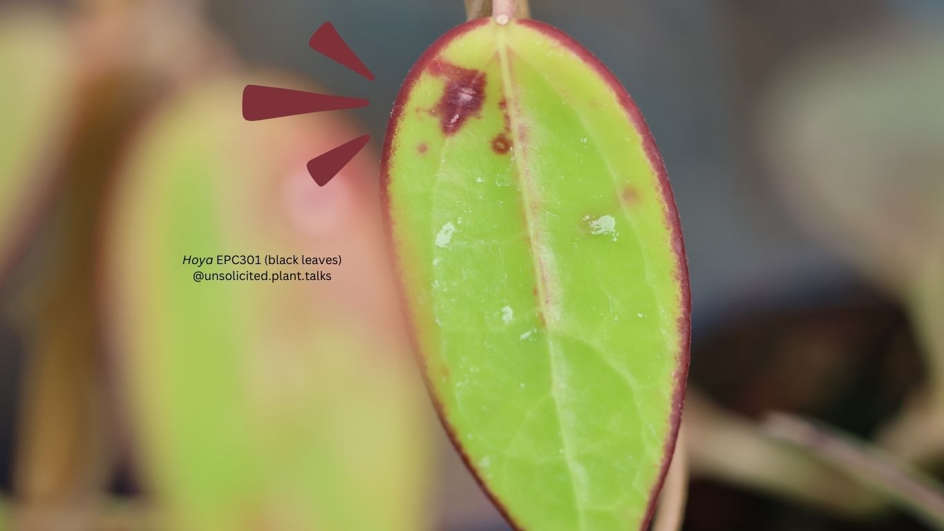 Hoya EPC301 (black leaves)