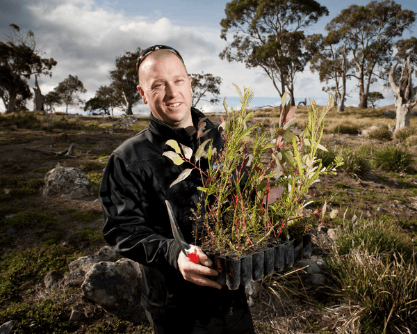 tree planting australia