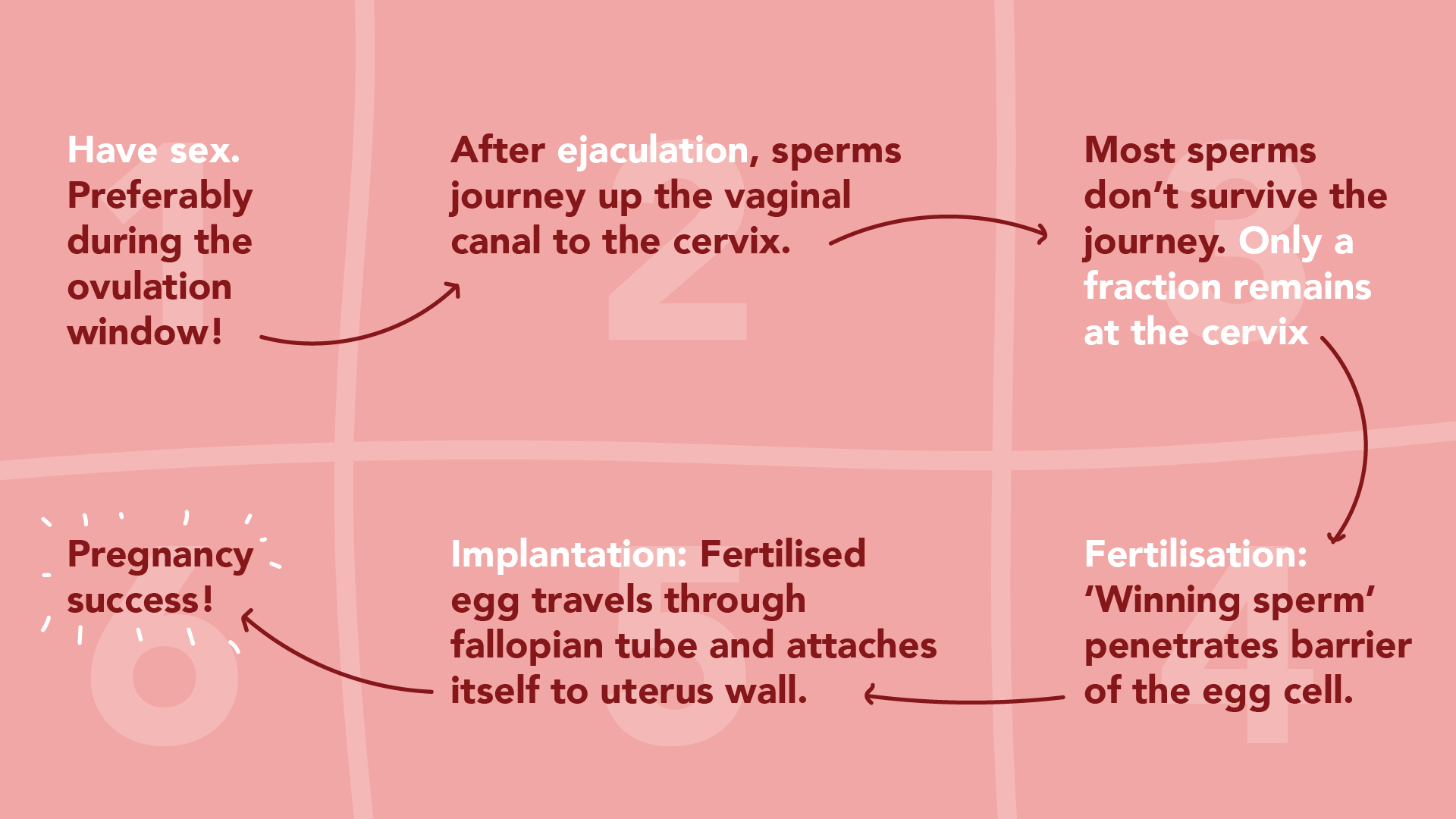 Pregnancy process