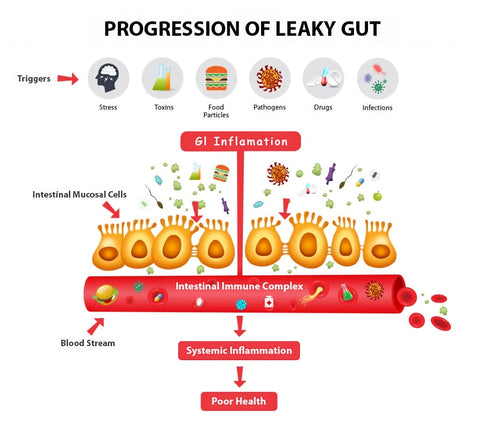 leaky gut progression