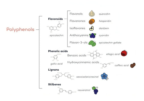 types of polyphneols