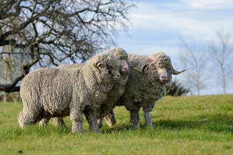 Sheep new zealand