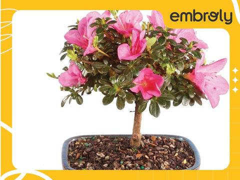 A mother's day gift for aunt Brussels satsuki azalea bonsai