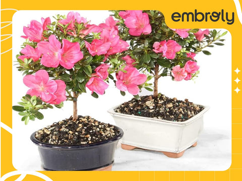 Brussel's Azalea Bonsai, among the best gifts for Mother's Day.