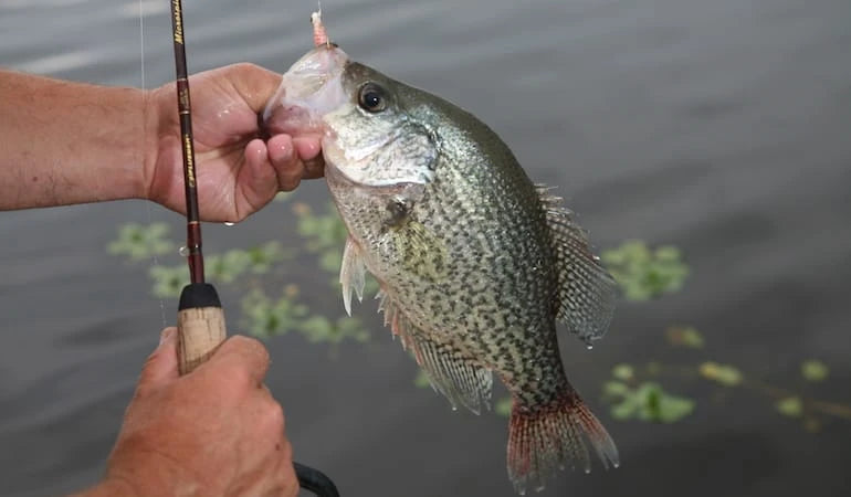 Cast Netting HUGE Bluegill for Bait! 