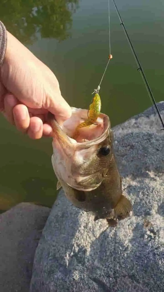 Ultimate Guide to BFS (Bait Finesse System): Rods, Reels, And Lures –  Plusinno
