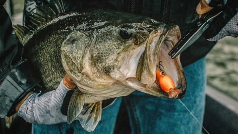 6 Tips for Winter Bass Fishing – Plusinno