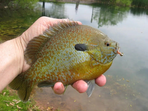 bluegill